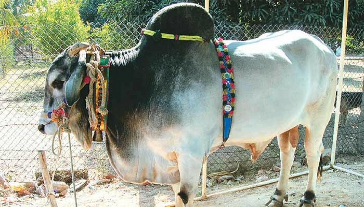 Ongole Cattle
